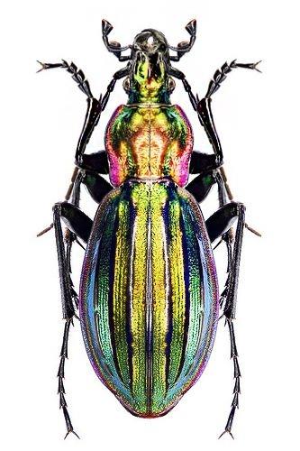 色彩斑斓的“步甲虫”