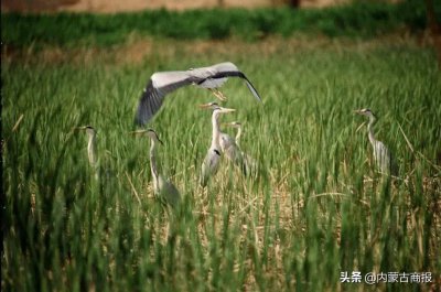 ​库布其沙漠变绿洲的奇迹让全世界点赞