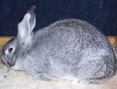 ​科普：标准金吉拉兔