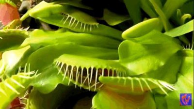 ​爪哇岛上的神秘之树-食人树“奠柏”