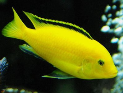 ​「鱼百科」-非洲王子鱼