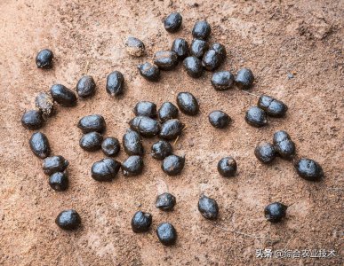 ​羊粪是一种很好的有机肥，你知道它的优点和缺点有哪些吗？
