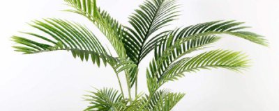 ​凤尾葵的养殖方法