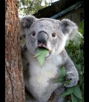 无尾熊到底是不是熊，你真的清楚吗