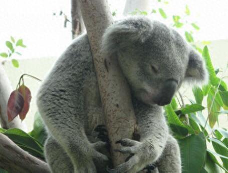 无尾熊到底是不是熊，你真的清楚吗