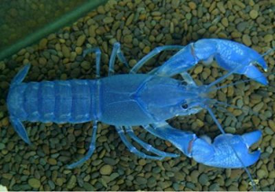 ​地球上最大的蓝魔虾，长30厘米重500克，是小龙虾体型的三倍
