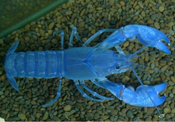 地球上最大的蓝魔虾,长30厘米重500克,是小龙虾体型的三倍