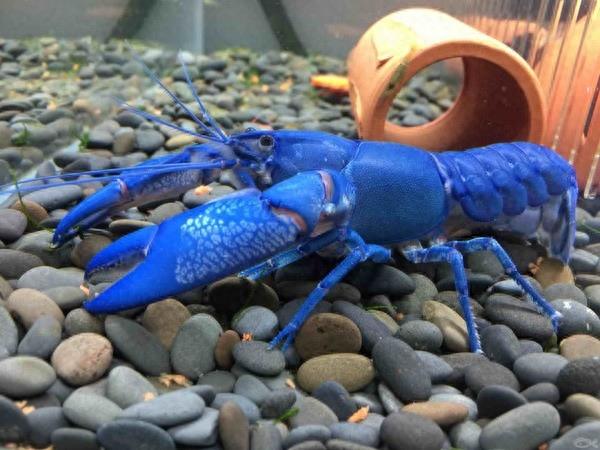 地球上最大的蓝魔虾,长30厘米重500克,是小龙虾体型的三倍