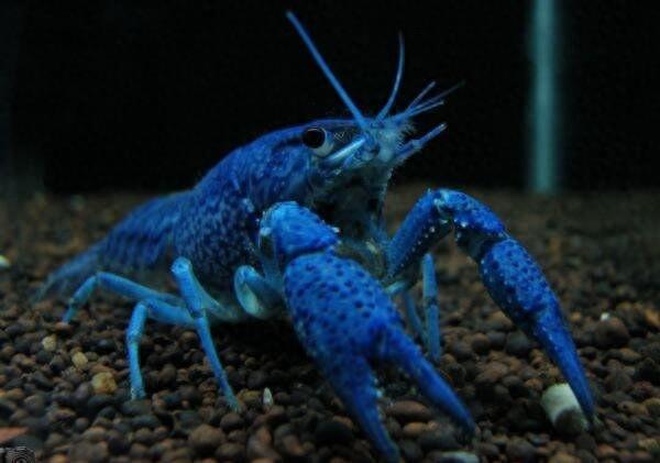 地球上最大的蓝魔虾,长30厘米重500克,是小龙虾体型的三倍