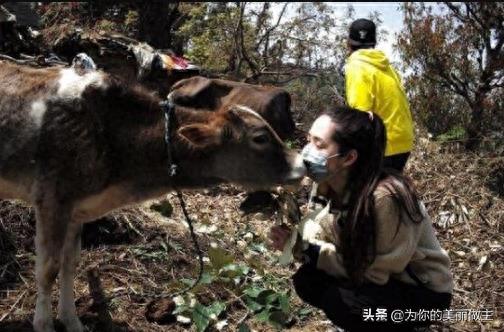 向佐郭碧婷同游尼泊尔 网友称郭碧婷太有爱了还亲吻了牛牛