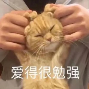 ​表情包 - 我蜻蜓队长命令你停止摸鱼