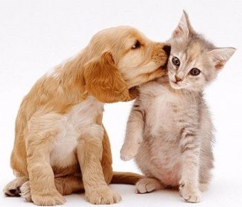 ​在家养什么宠物呢？