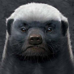 ​狼性精神是老板需要的，你最需要的是平头哥精神