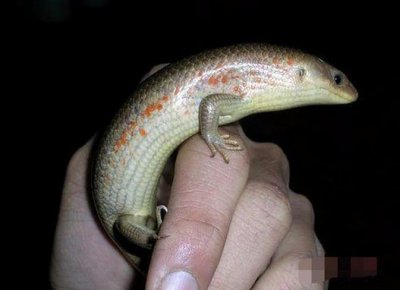 ​以前常见的“四脚蛇”，原来是无毒的，我们都被骗了十多年