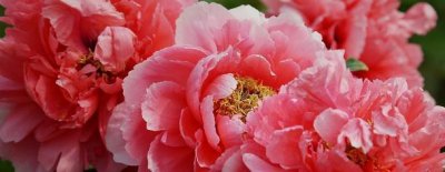 ​牡丹花怎么养