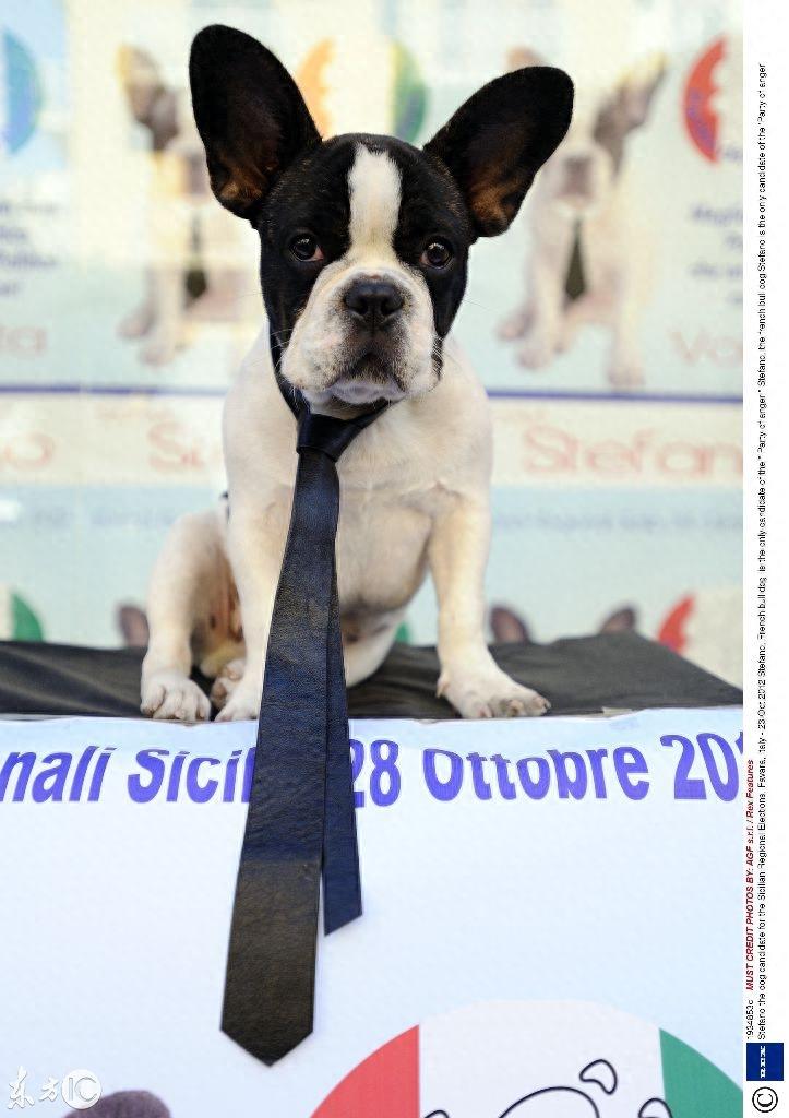 国外的狗要成精了，会模仿人的各种动作，身价过千万