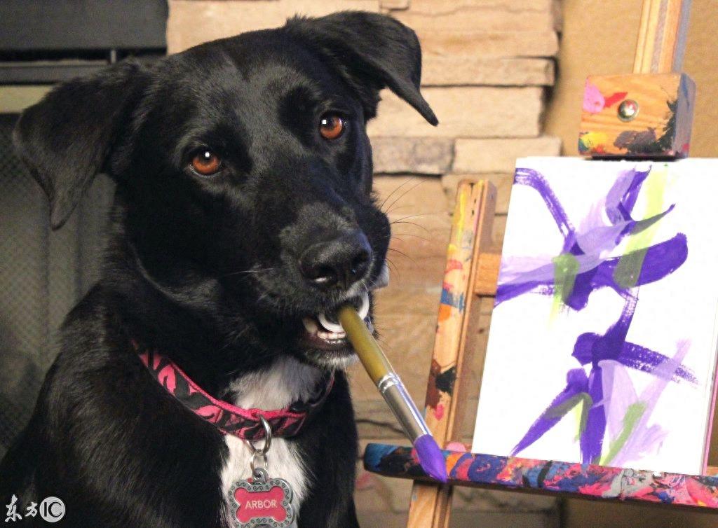 国外的狗要成精了，会模仿人的各种动作，身价过千万