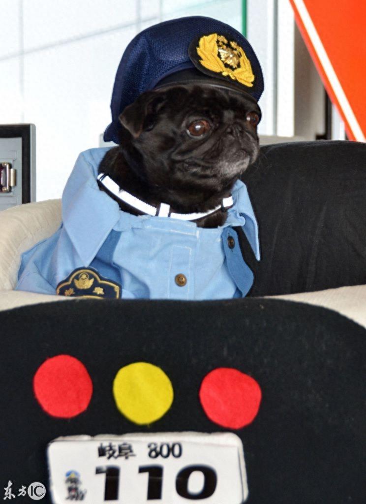 国外的狗要成精了，会模仿人的各种动作，身价过千万