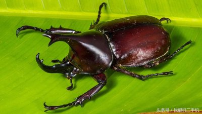 ​上百元一只的“独角仙”，到底有哪些神奇的功效？