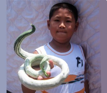 ​农村种的稀罕物-蛇瓜，看起来吓人，吃起来味美