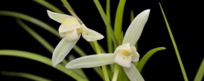 ​兰花怎么养才能开花