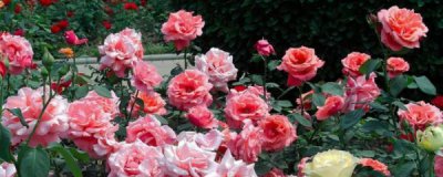 ​茶水可以浇花吗