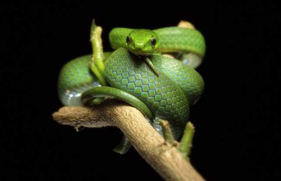 ​翠青蛇多少钱一条 100元以内可以轻松入手