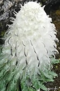 ​神奇植物-雪兔子