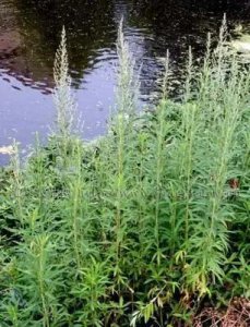 ​蒌蒿，也叫水蒿