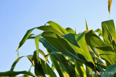 ​高产玉米种子十大品种，什么玉米种子产量高？