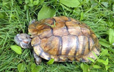 ​巴西龟寿命到底有多长？揭露：龟真能活万年的假象