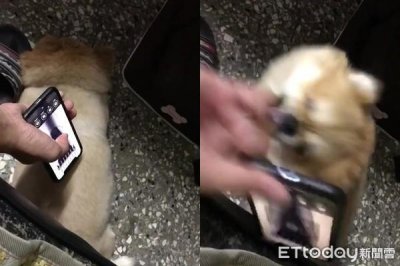 ​剃毛音效恶整汪！下秒悲剧网笑疯