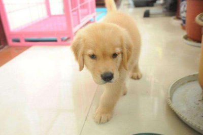 ​新手养狗五大忌，准备养狗的铲屎官们可要看好了！