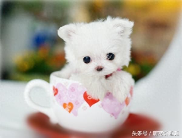 小巧可爱的迷你茶杯犬,萌死人不偿命啊,快到我的杯子里来!