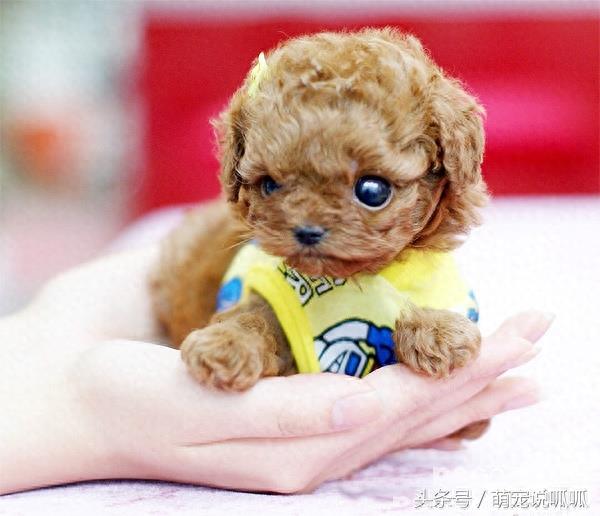 小巧可爱的迷你茶杯犬,萌死人不偿命啊,快到我的杯子里来!