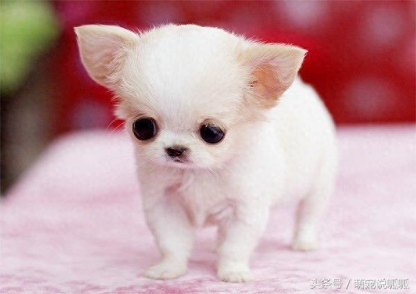 小巧可爱的迷你茶杯犬,萌死人不偿命啊,快到我的杯子里来!