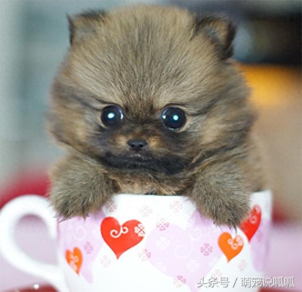 小巧可爱的迷你茶杯犬,萌死人不偿命啊,快到我的杯子里来!