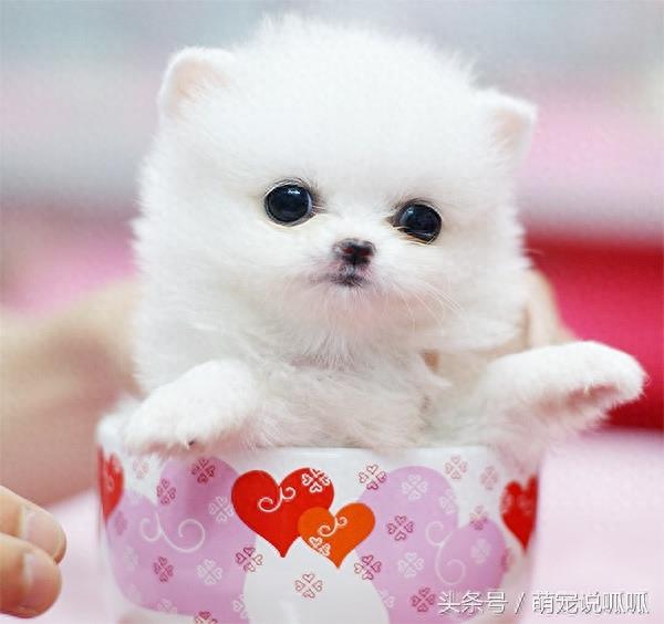 小巧可爱的迷你茶杯犬,萌死人不偿命啊,快到我的杯子里来!