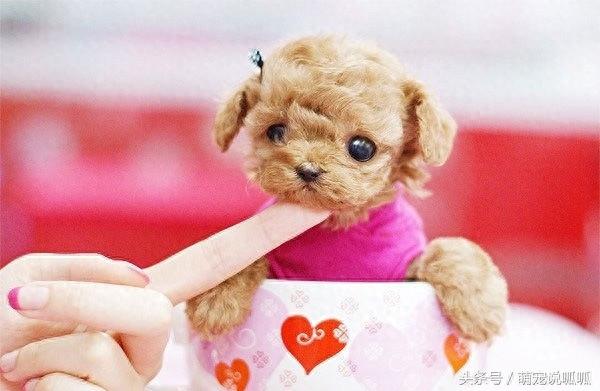 小巧可爱的迷你茶杯犬,萌死人不偿命啊,快到我的杯子里来!