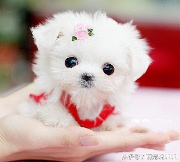 小巧可爱的迷你茶杯犬,萌死人不偿命啊,快到我的杯子里来!