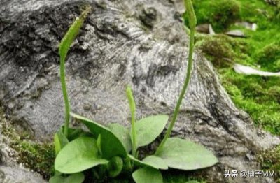 ​它便是“一支箭”，告诉家乡人，别当杂草，当今560元一斤