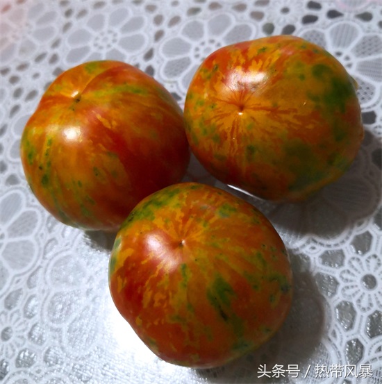 这些番茄五颜六色，是不是转基因品种？