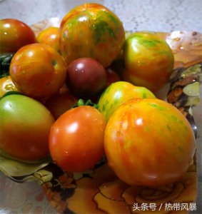 ​这些番茄五颜六色，是不是转基因品种？