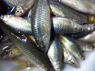 麦穗鱼是钓鱼人讨厌的一种鱼类，但是它的营养价值丰富