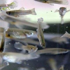 麦穗鱼是钓鱼人讨厌的一种鱼类，但是它的营养价值丰富