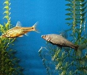 麦穗鱼是钓鱼人讨厌的一种鱼类，但是它的营养价值丰富