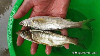 ​它身体娇小与刀相似，游动迅速，详解野钓我国特有物种-蓝刀鱼