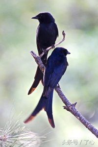 ​关于黑卷尾的知识