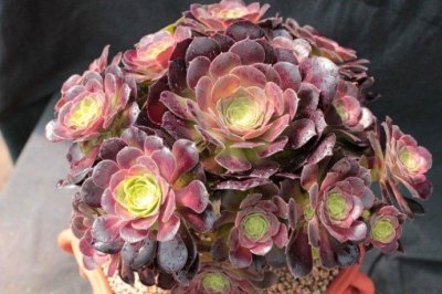 ​多肉黑法师介绍，整齐好看，观赏性强！