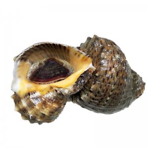 ​大海螺吃着带劲，但是这两个部位一定别吃！